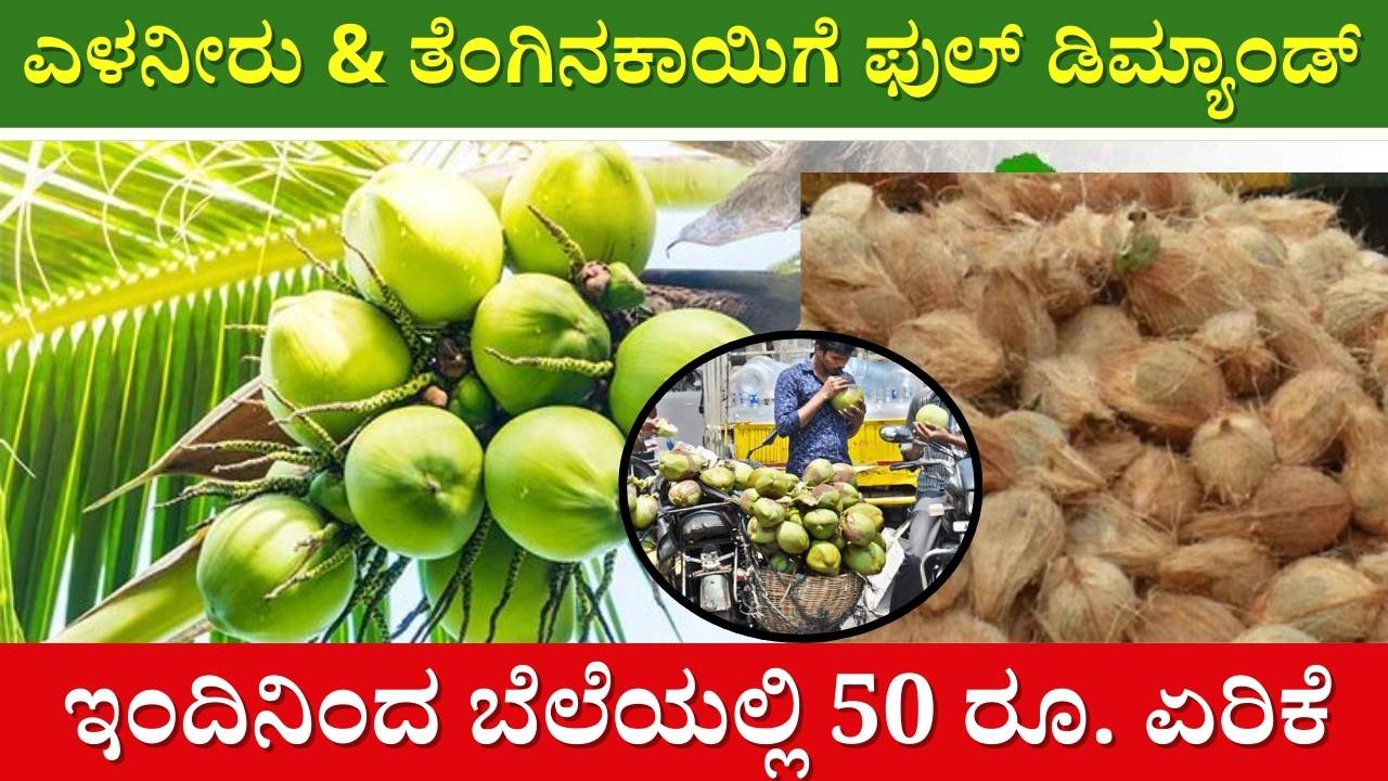 coconut price karnataka